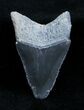 Inch Bone Valley Megalodon Tooth #1359-1